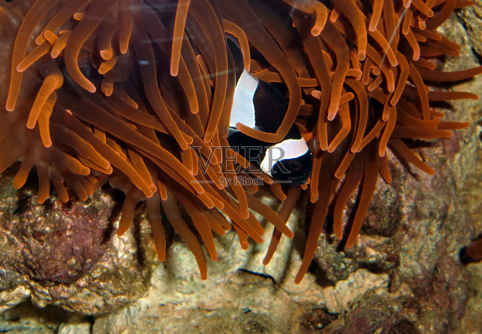 虚假的小丑鱼照片摄影图片