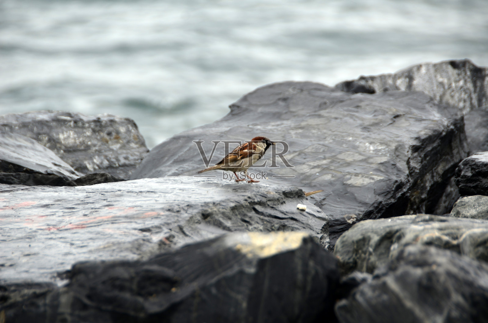 麻雀照片摄影图片