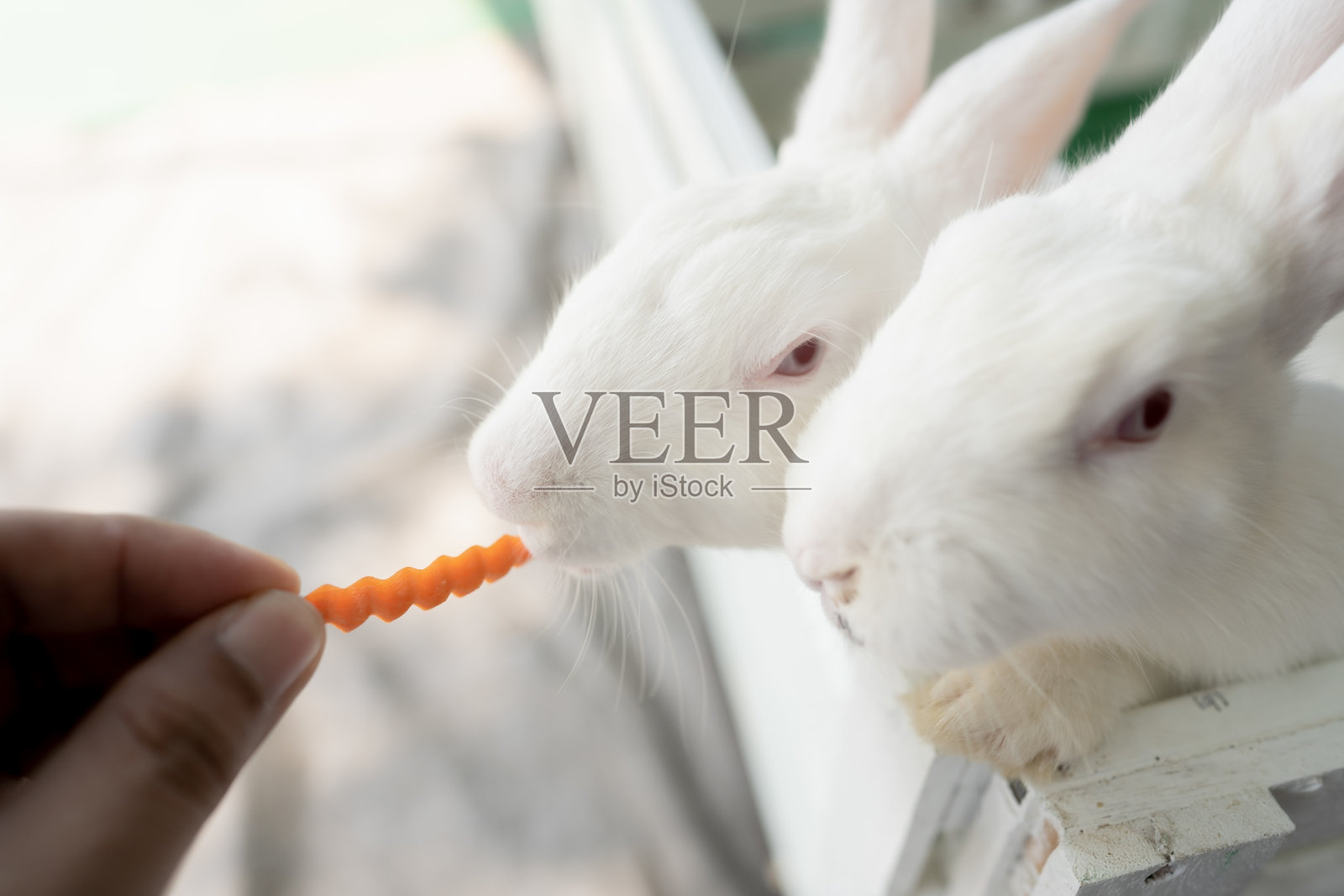 喂兔子吃胡萝卜照片摄影图片