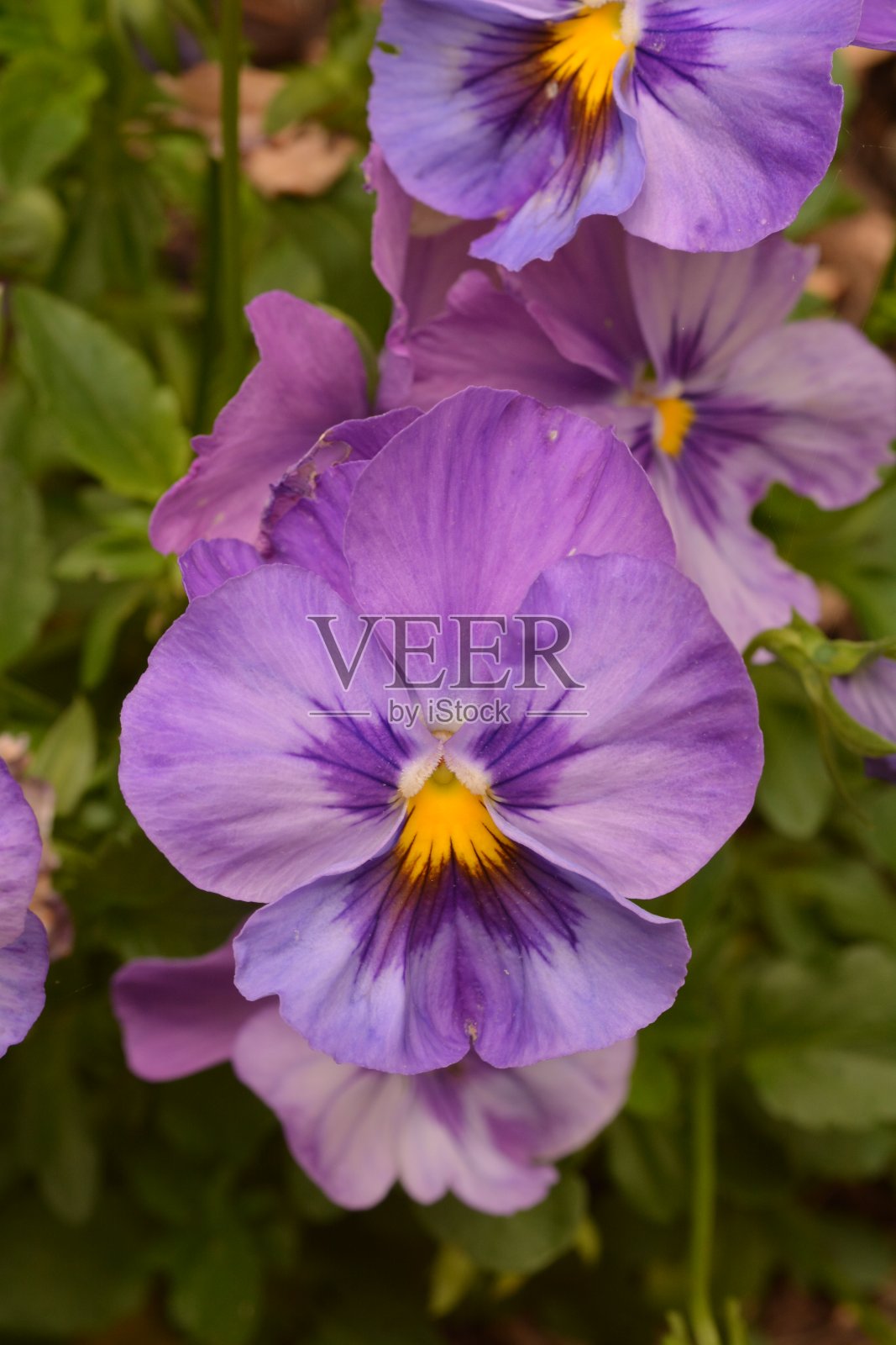 盛开的鲜花照片摄影图片