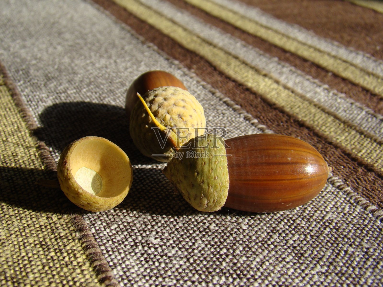 秋天橡子照片摄影图片