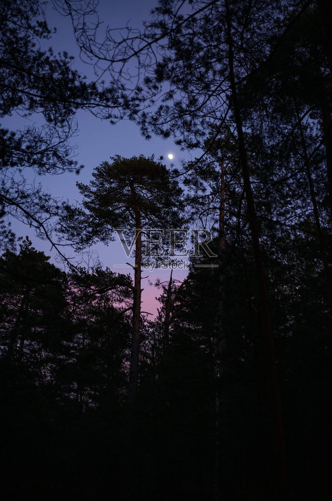 黎明在森林照片摄影图片