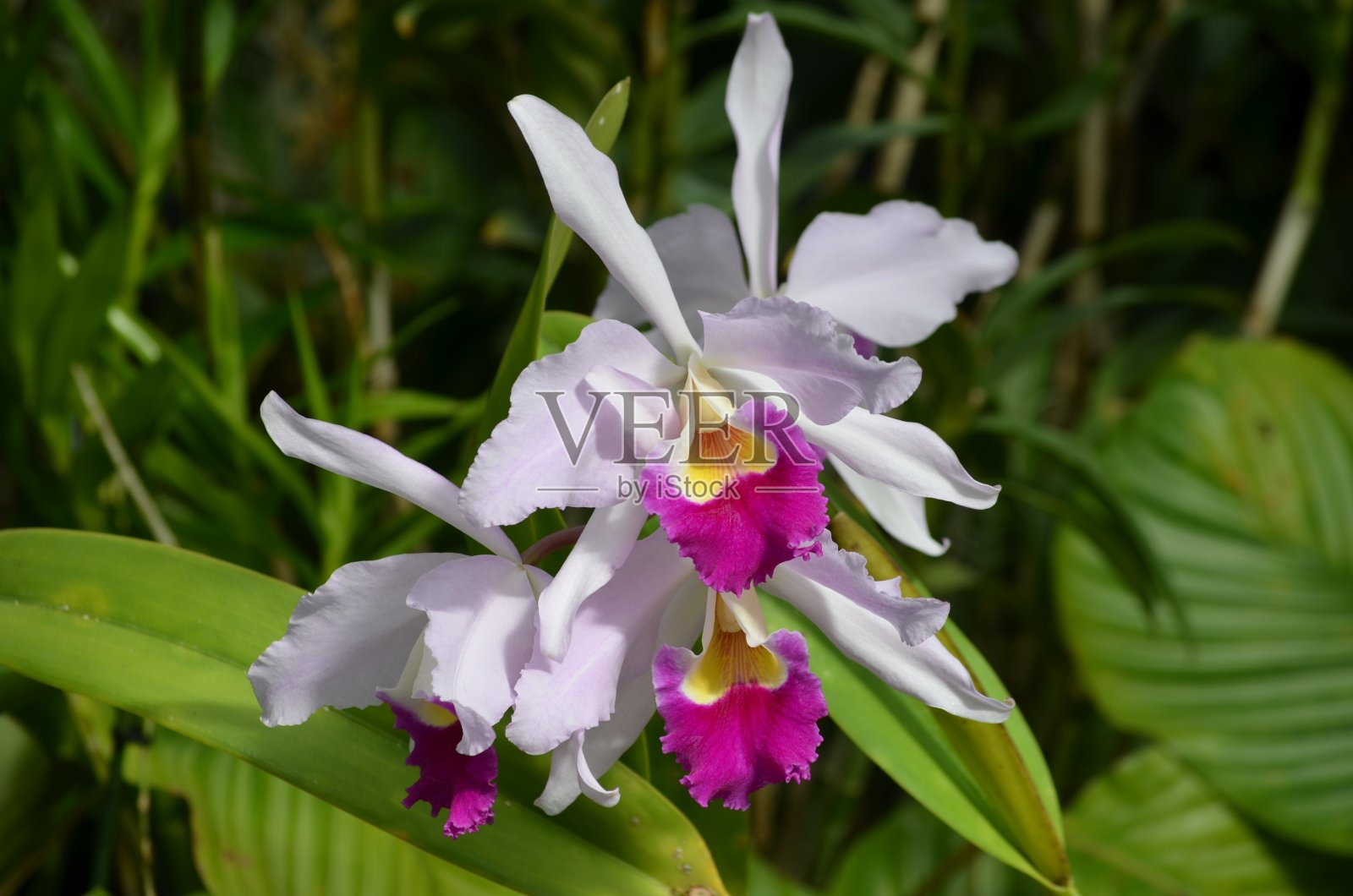 近距离的生动的粉红色紫色蝴蝶兰花盛开在花园里的花盆在一个阳光明媚的夏天，美丽的户外花卉背景与软焦点拍摄照片摄影图片