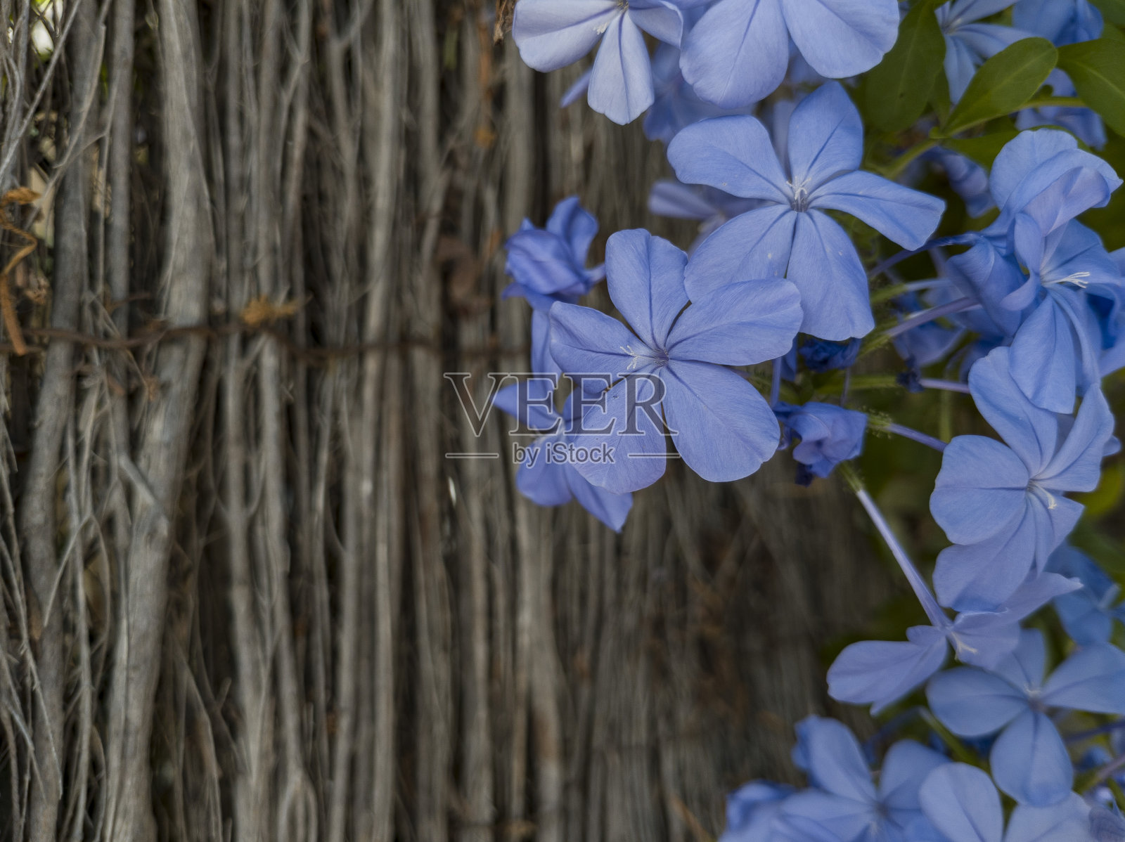 粉红色、紫红色和蓝色的花朵照片摄影图片