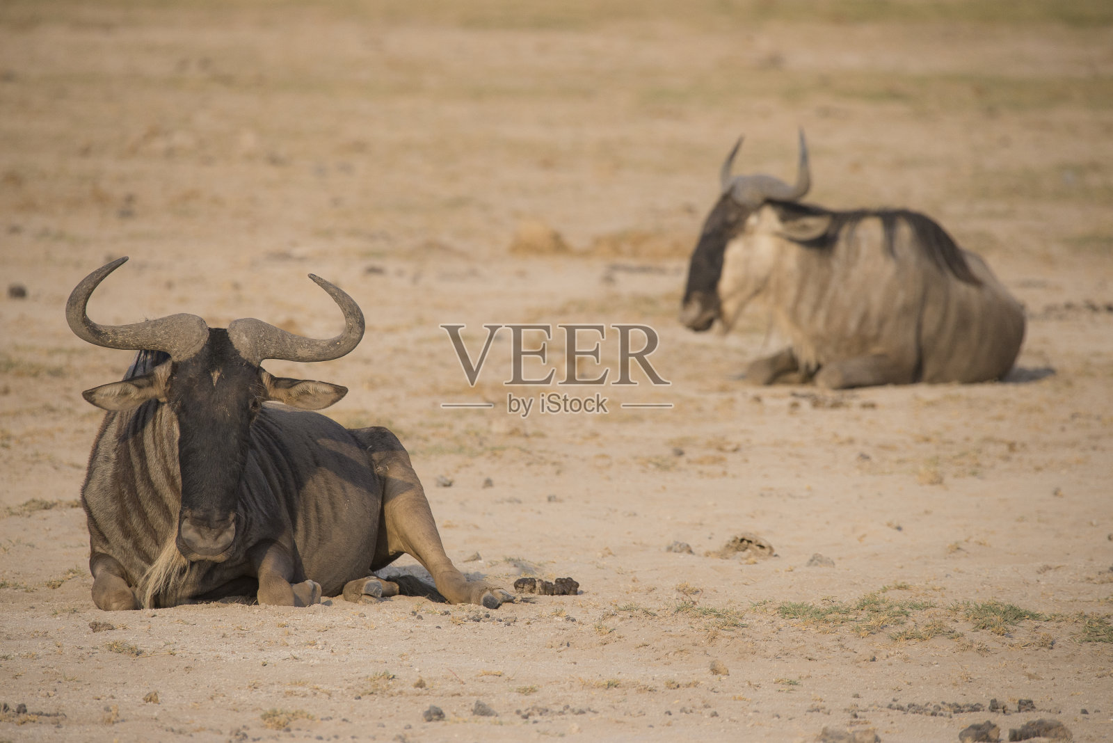 两只角马在非洲的沙漠地区休息照片摄影图片