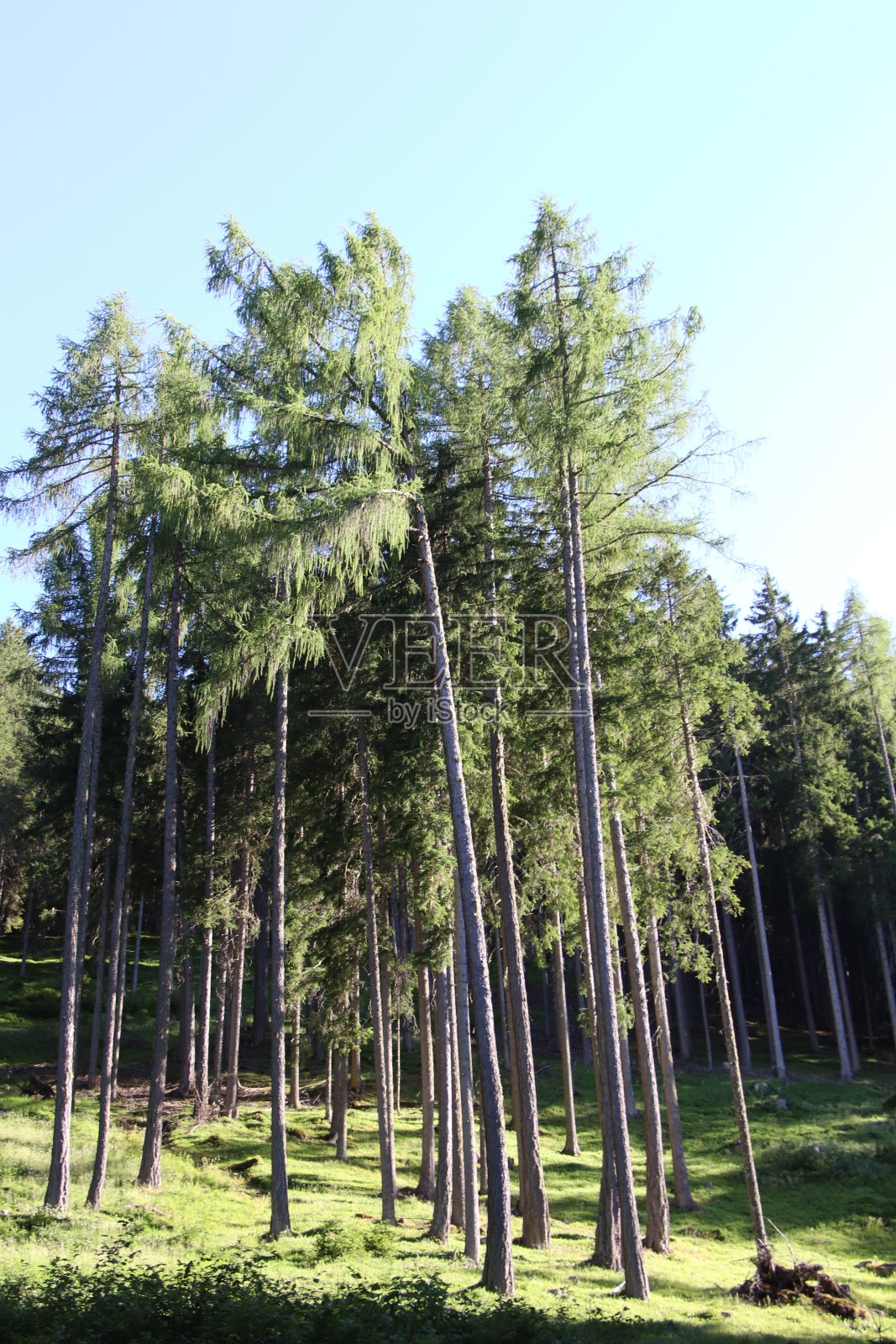 森林照片摄影图片