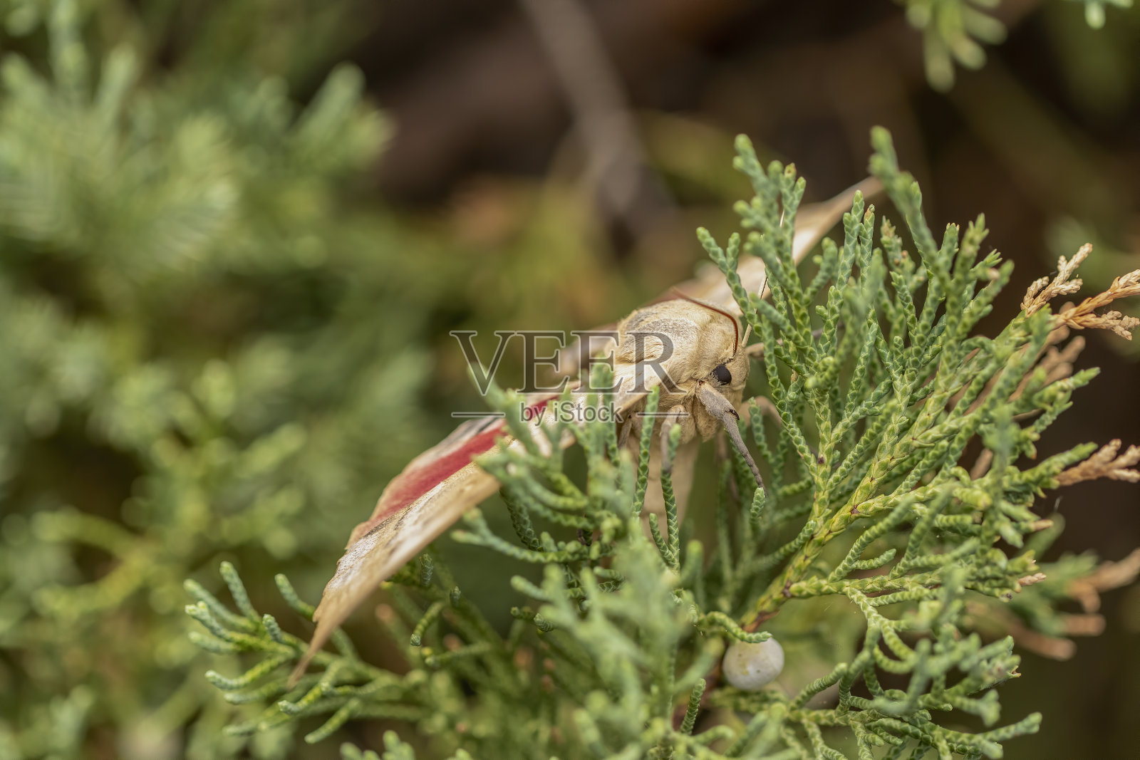 大杨树斯芬克斯(Pachysphinx occidentalis)是大型和快速蛾在家野生和家养的西部。照片摄影图片