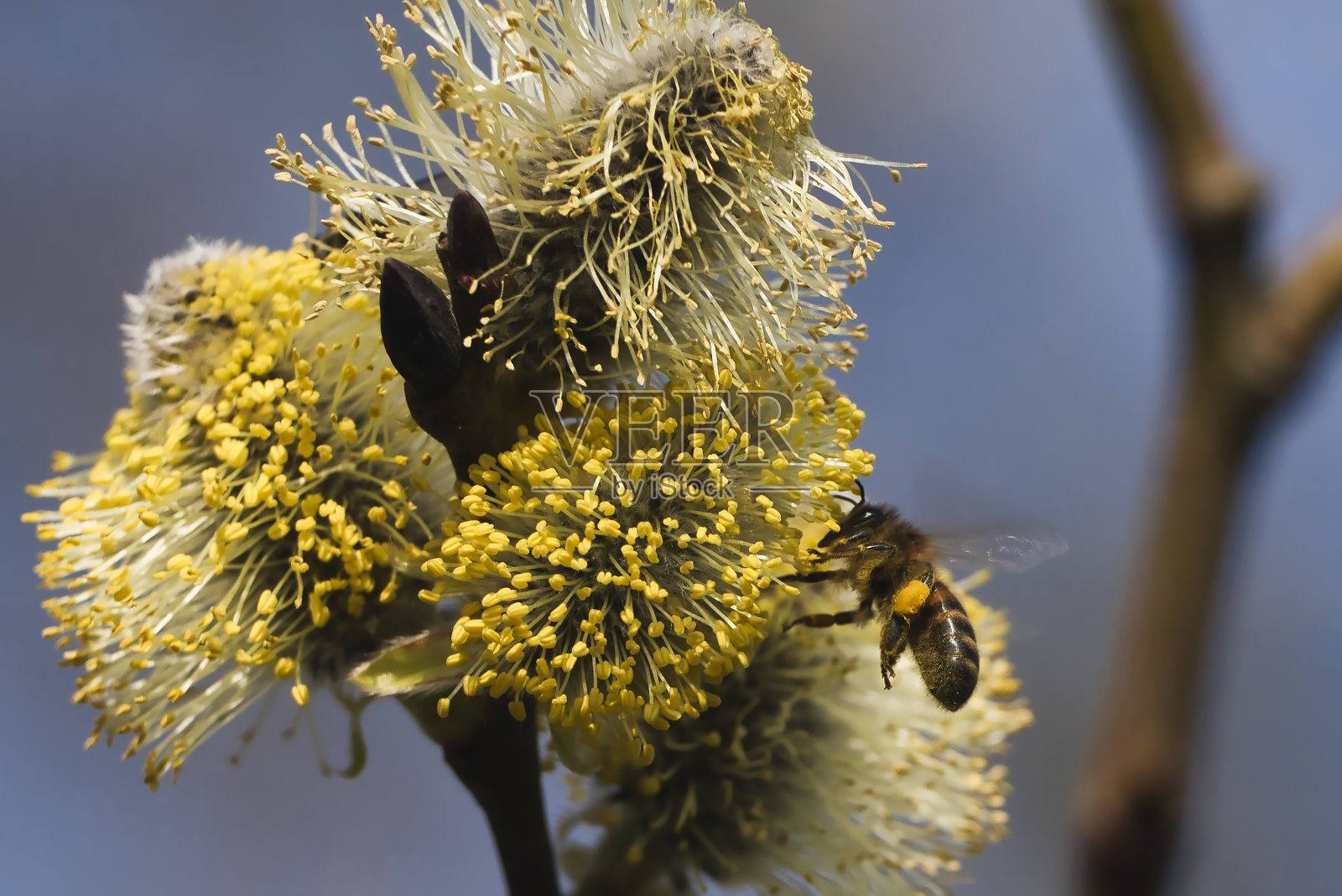 蜜蜂都在花的尘土里照片摄影图片