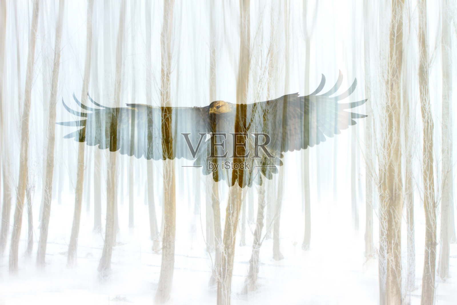 抽象的自然和鸟类。双重曝光效果。照片摄影图片