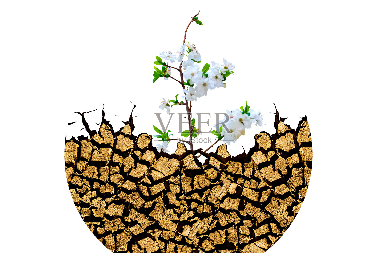 土壤裂缝。抽象的性质。孤立的形象。白色背景。照片摄影图片