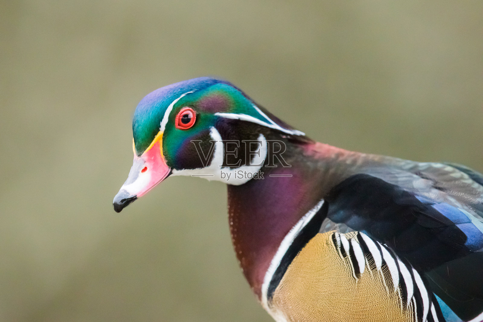 Drake Wood Duck在下午的阳光下游泳照片摄影图片