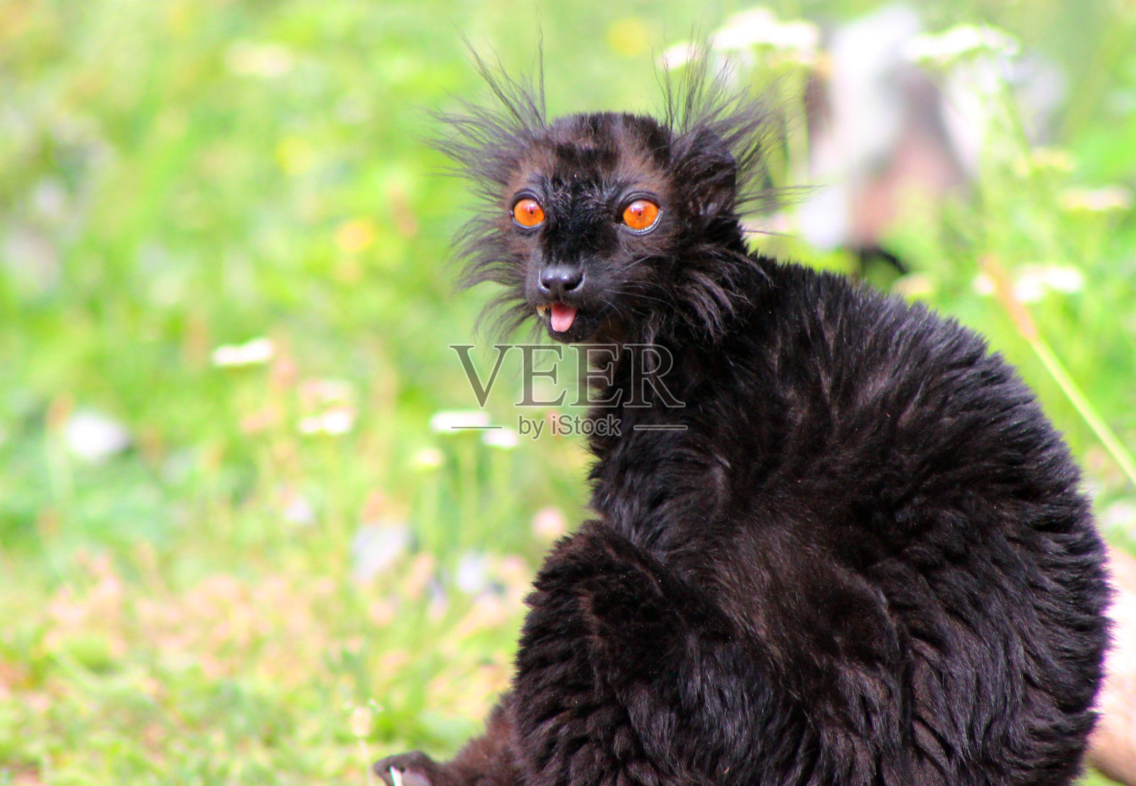 狐猴照片摄影图片