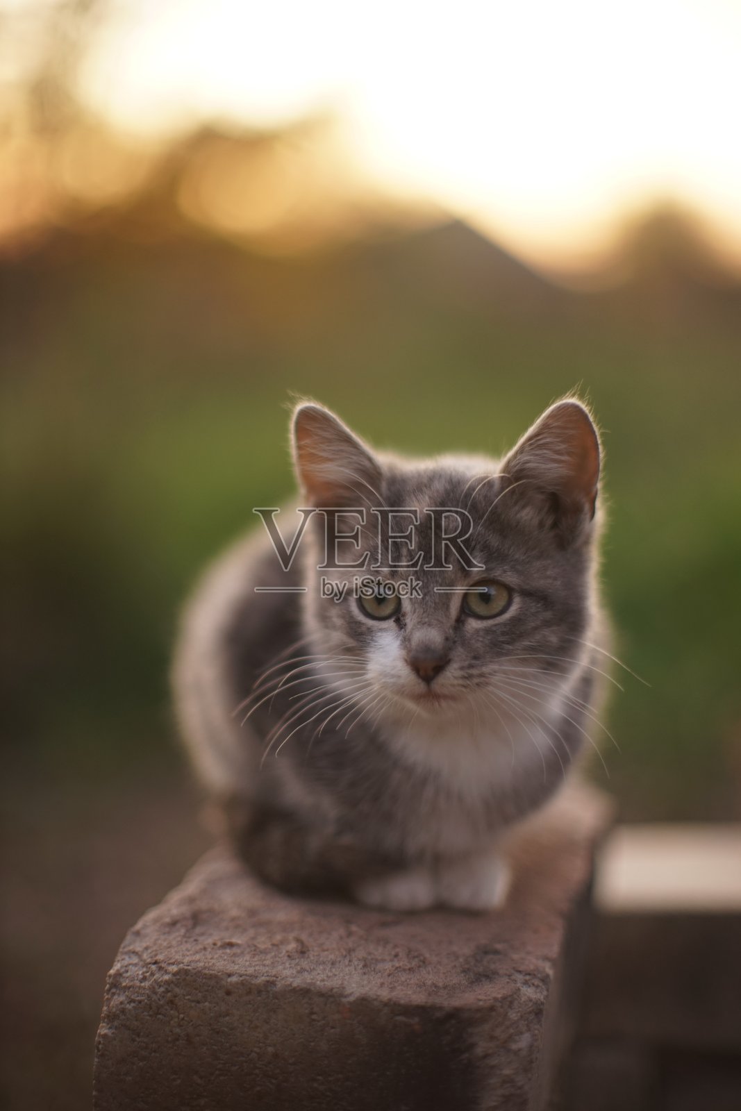 小猫坐在花园里的砖头上，小猫放松。照片摄影图片