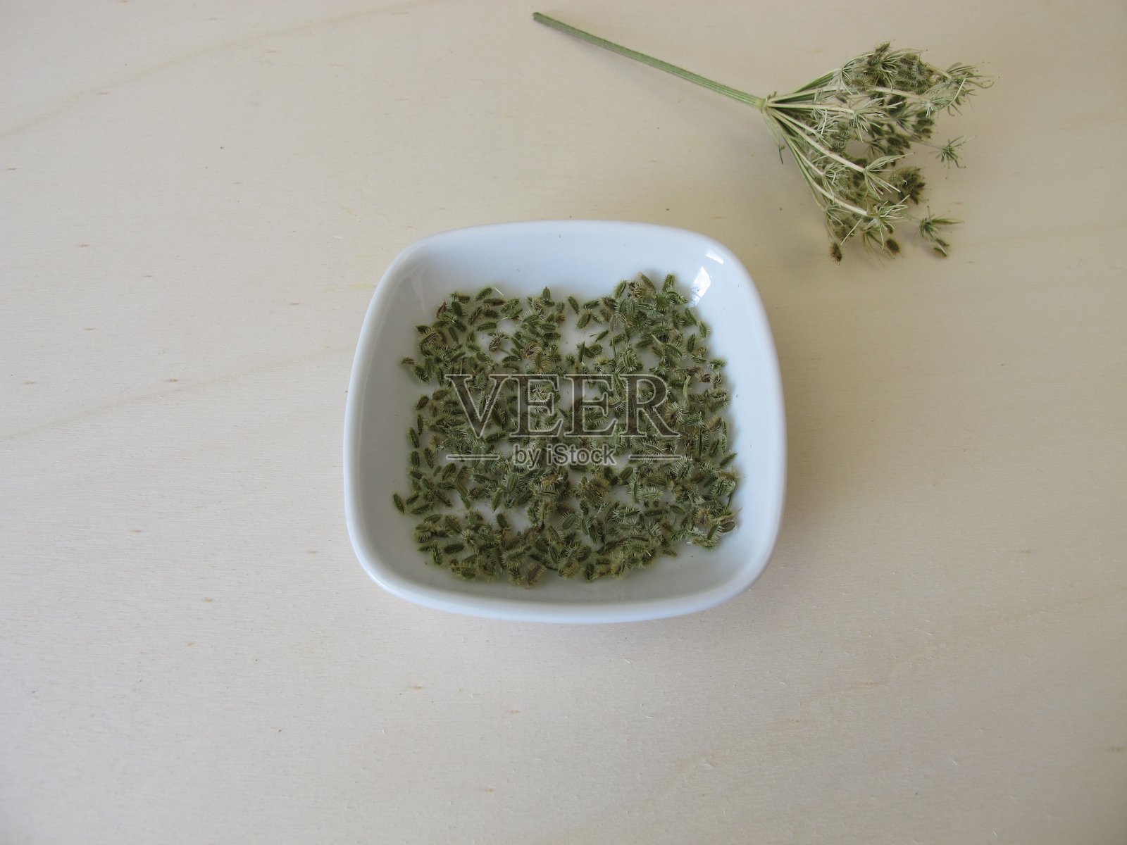 野生胡萝卜的可食用种子照片摄影图片