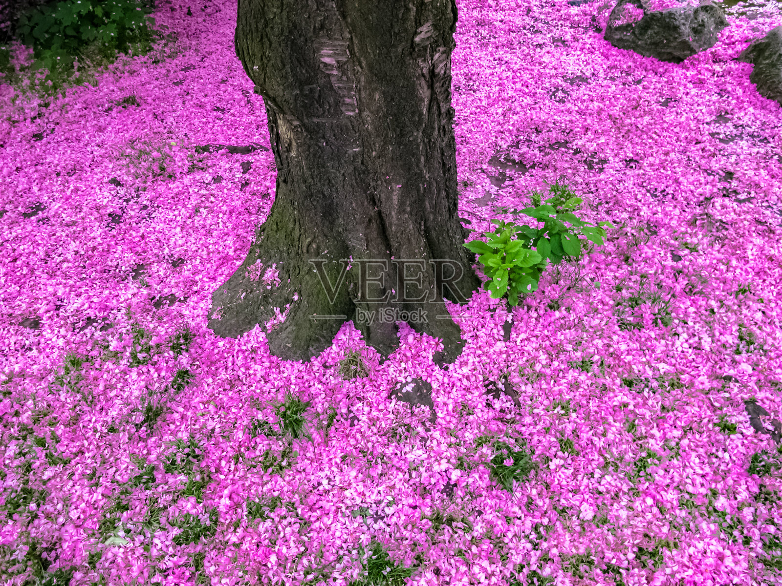 紫色的床上用品照片摄影图片