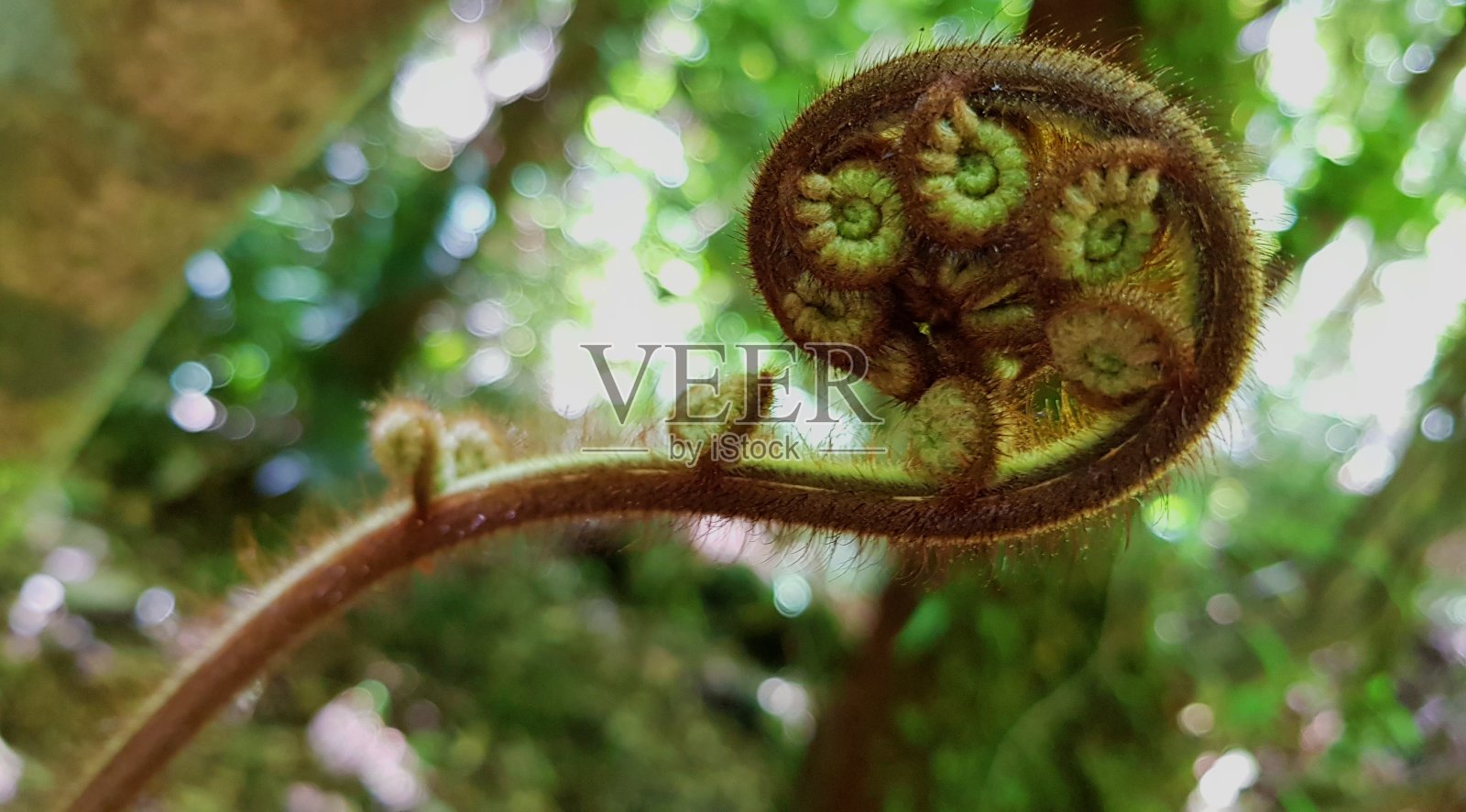 年轻,展开蕨类植物照片摄影图片