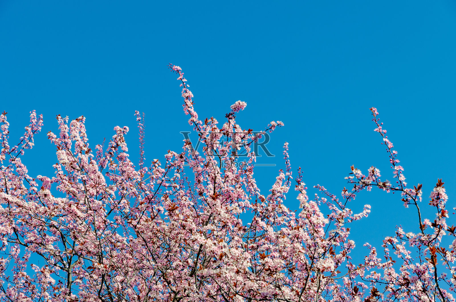 樱花(樱花)照片摄影图片