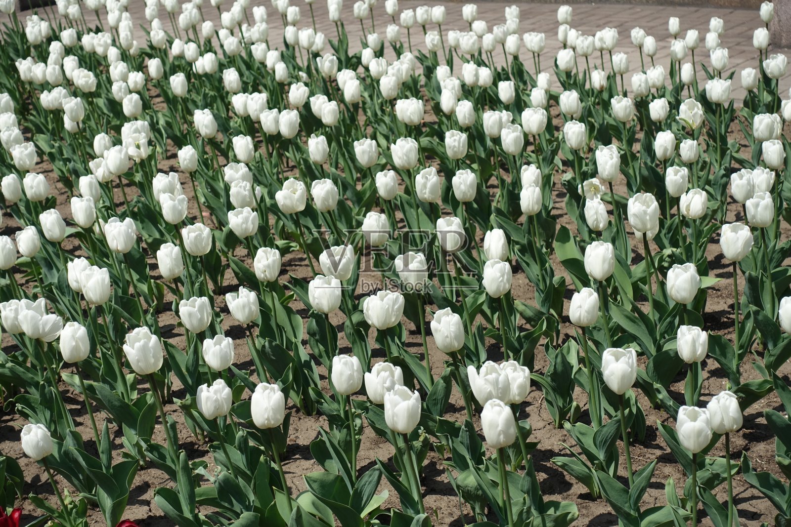 花坛与许多纯白色郁金香在四月照片摄影图片