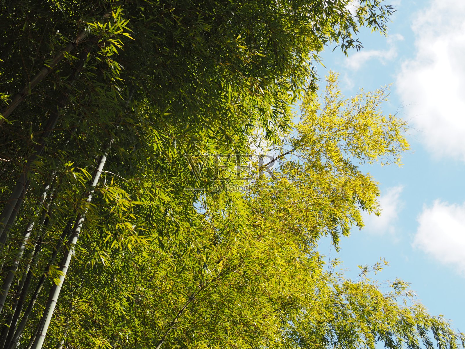 翠绿的竹叶映衬着蓝天照片摄影图片