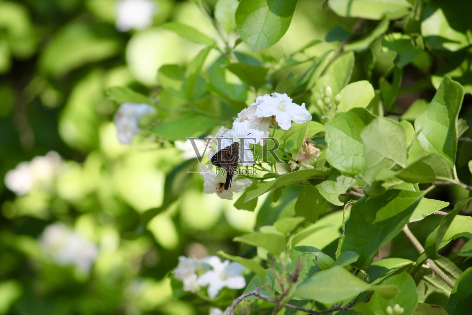 都市实践科迪亚照片摄影图片