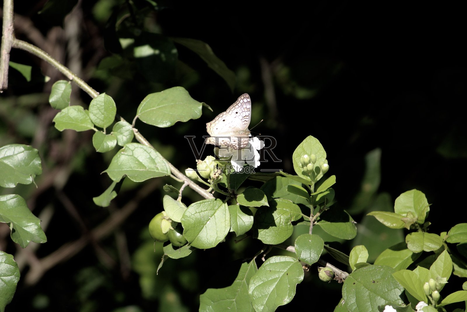 阳光下的蝴蝶照片摄影图片