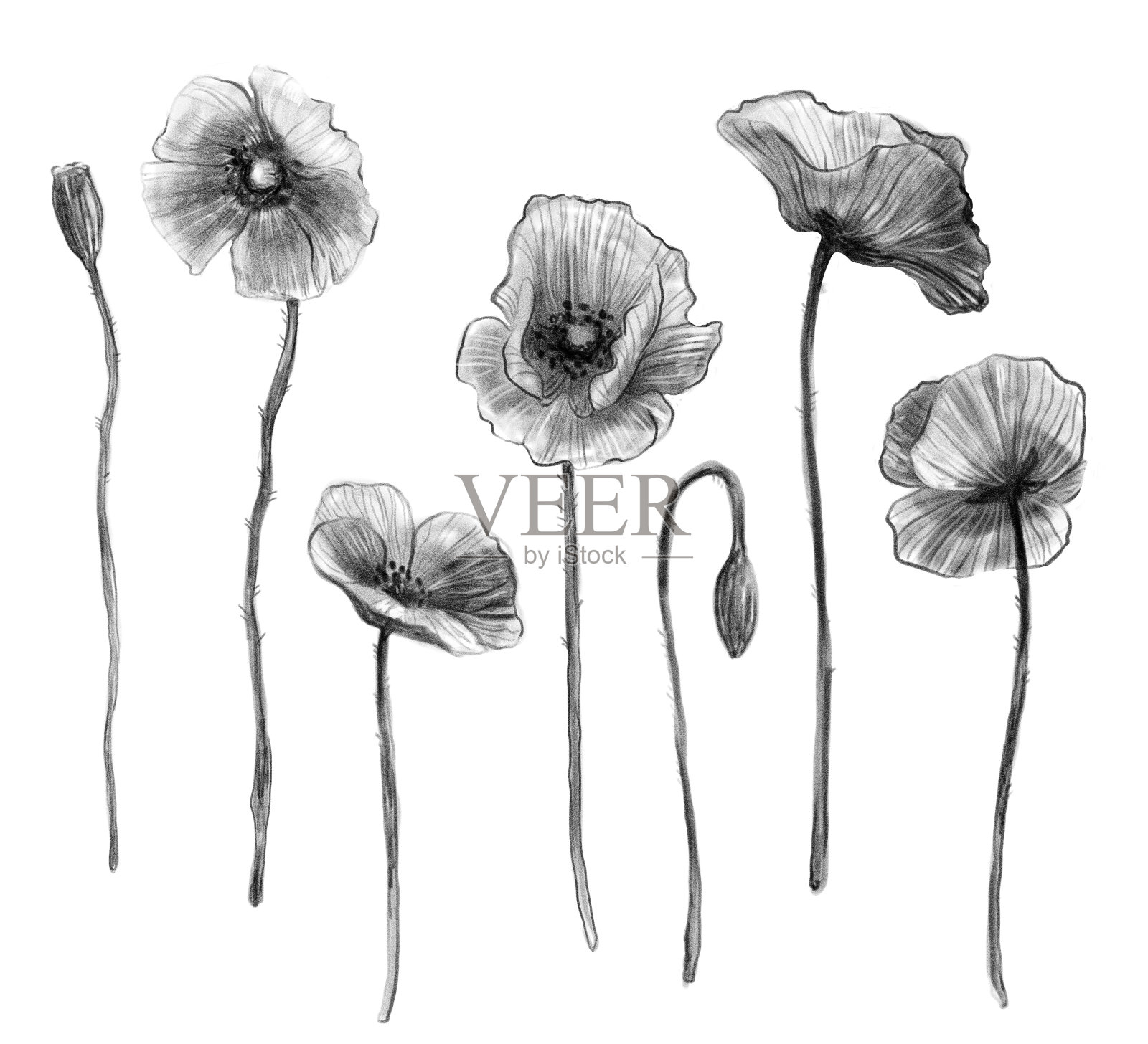 设计元素的模式，布局，书籍，卡片，网站，花店。插画图片素材