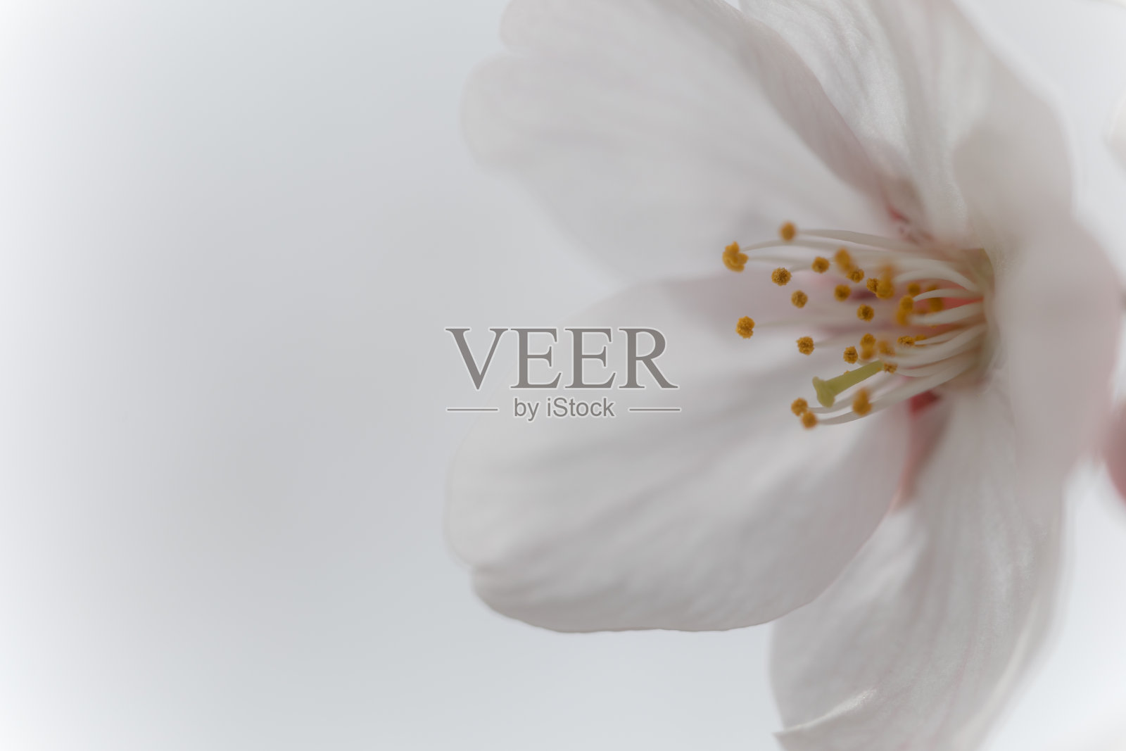 樱花特写背景材料照片摄影图片