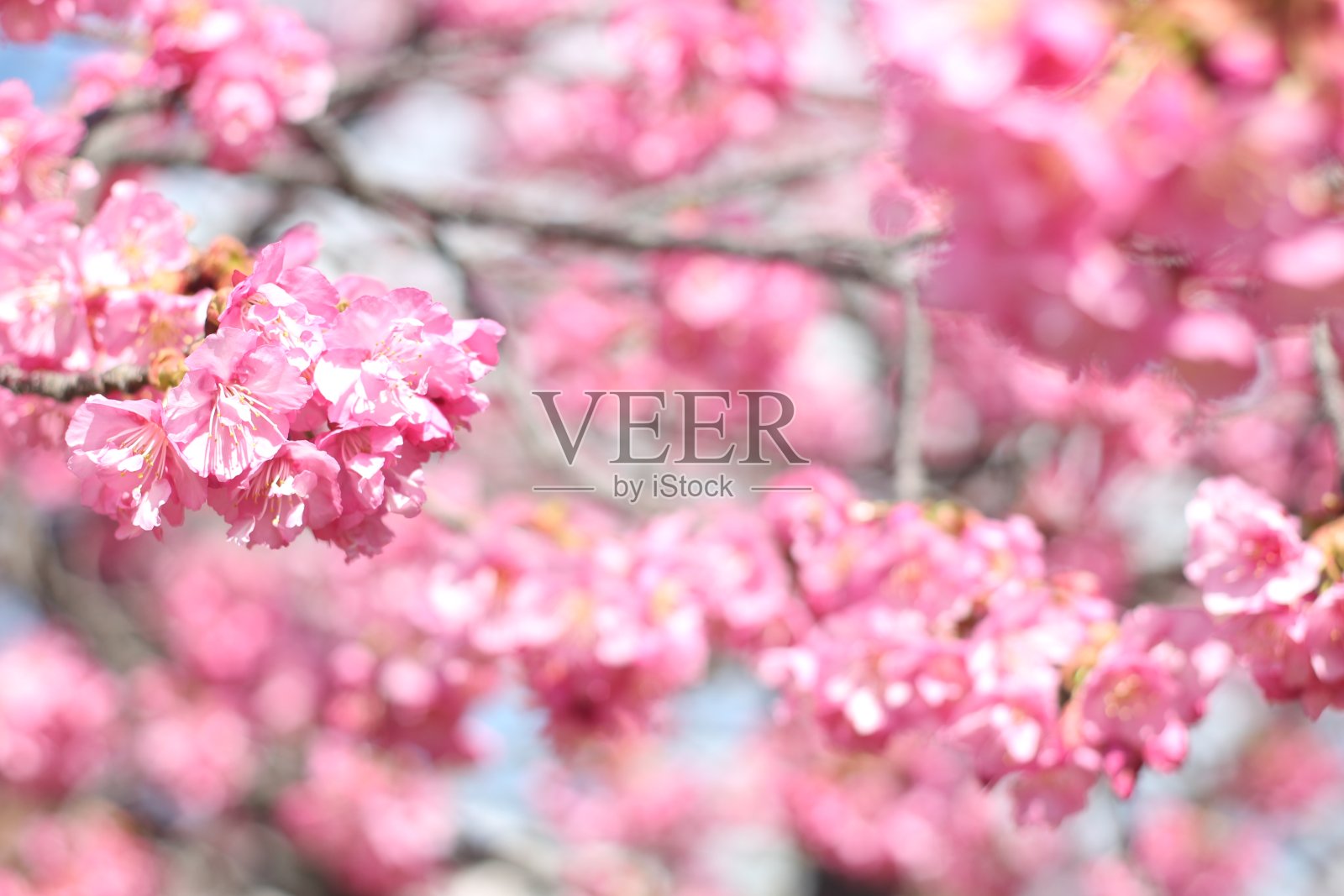 美丽可爱的粉色河津樱花(樱花)，东京，日本，亚洲照片摄影图片