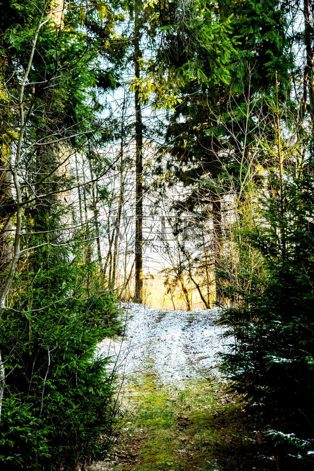 森林照片摄影图片