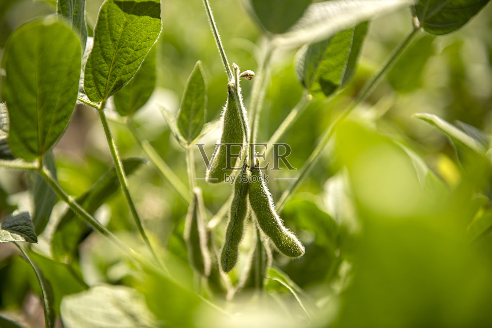 田间的青豆照片摄影图片