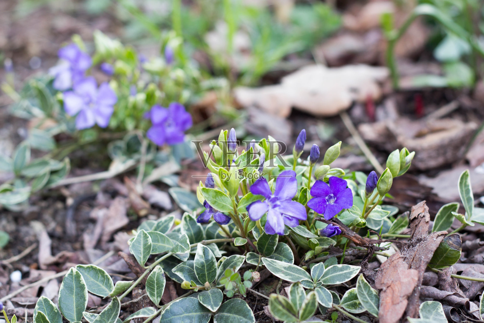 长春花属植物，春季开花照片摄影图片