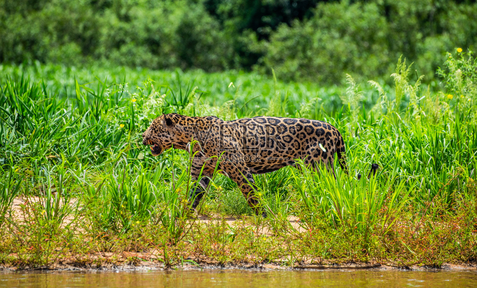 美洲虎沿着河岸的草地走着。照片摄影图片