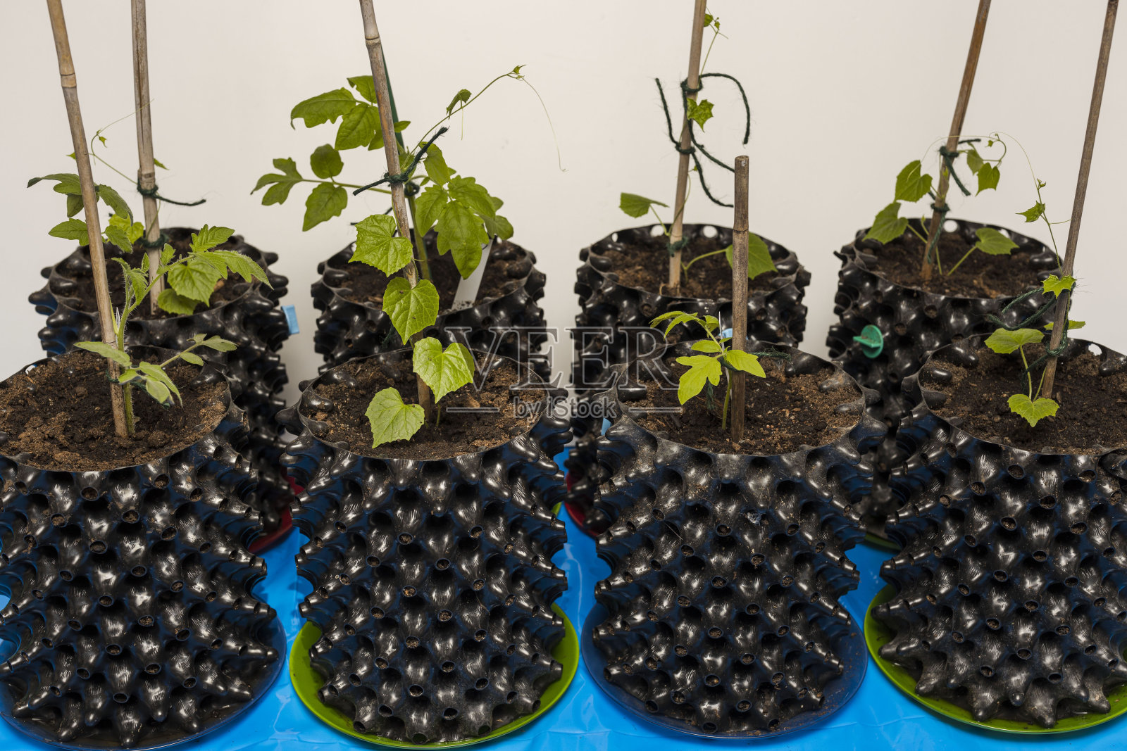 在季节来临之前，在室内用气罐种植西红柿和黄瓜。准备夏季花园季节。蔬菜的概念。照片摄影图片