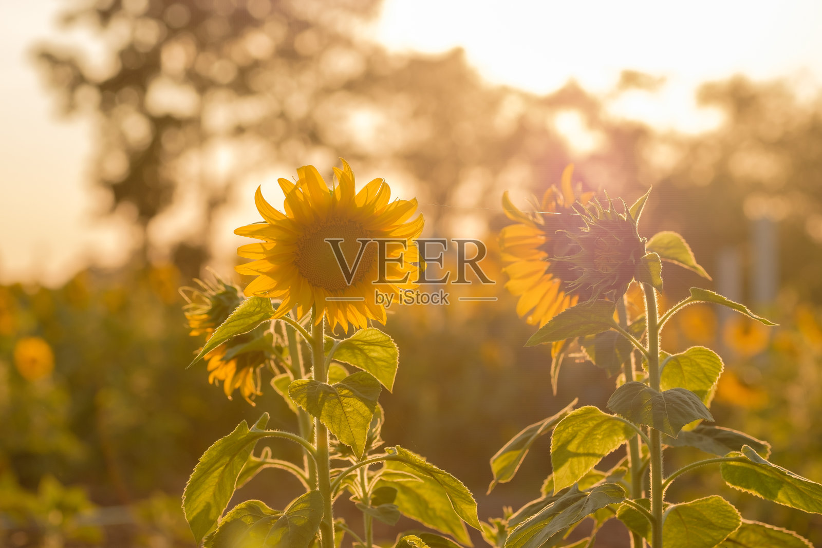 向日葵照片摄影图片