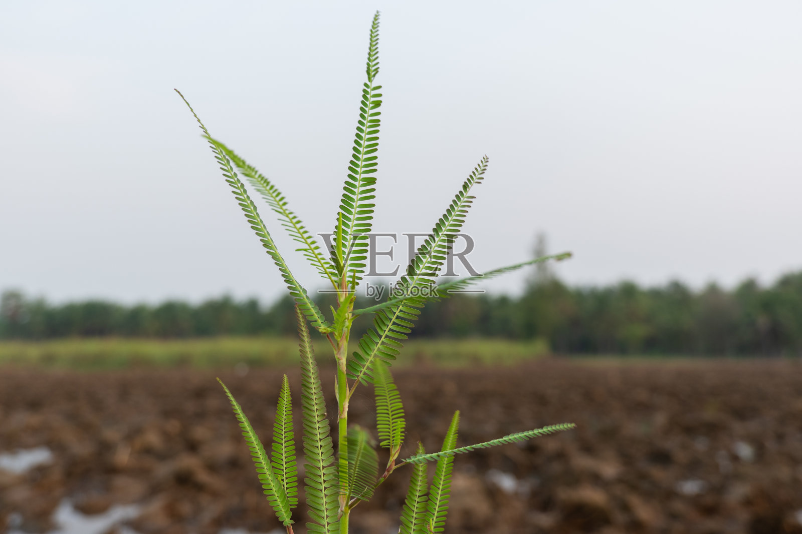 在进入稻田之前，绿色的叶子开始在田地中间接受阳光。照片摄影图片