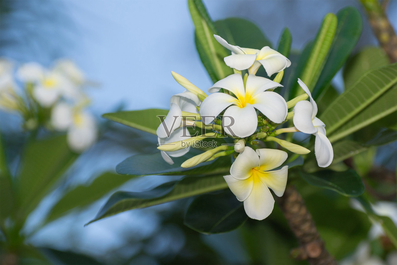 白色的花模糊了，绿色的背景都散了。照片摄影图片