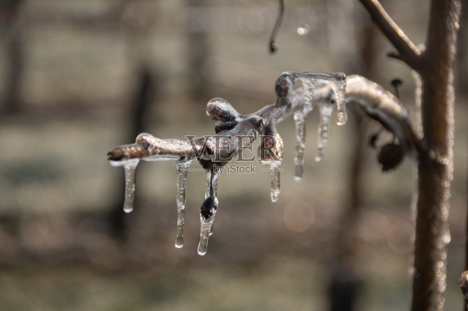 防冻果园照片摄影图片