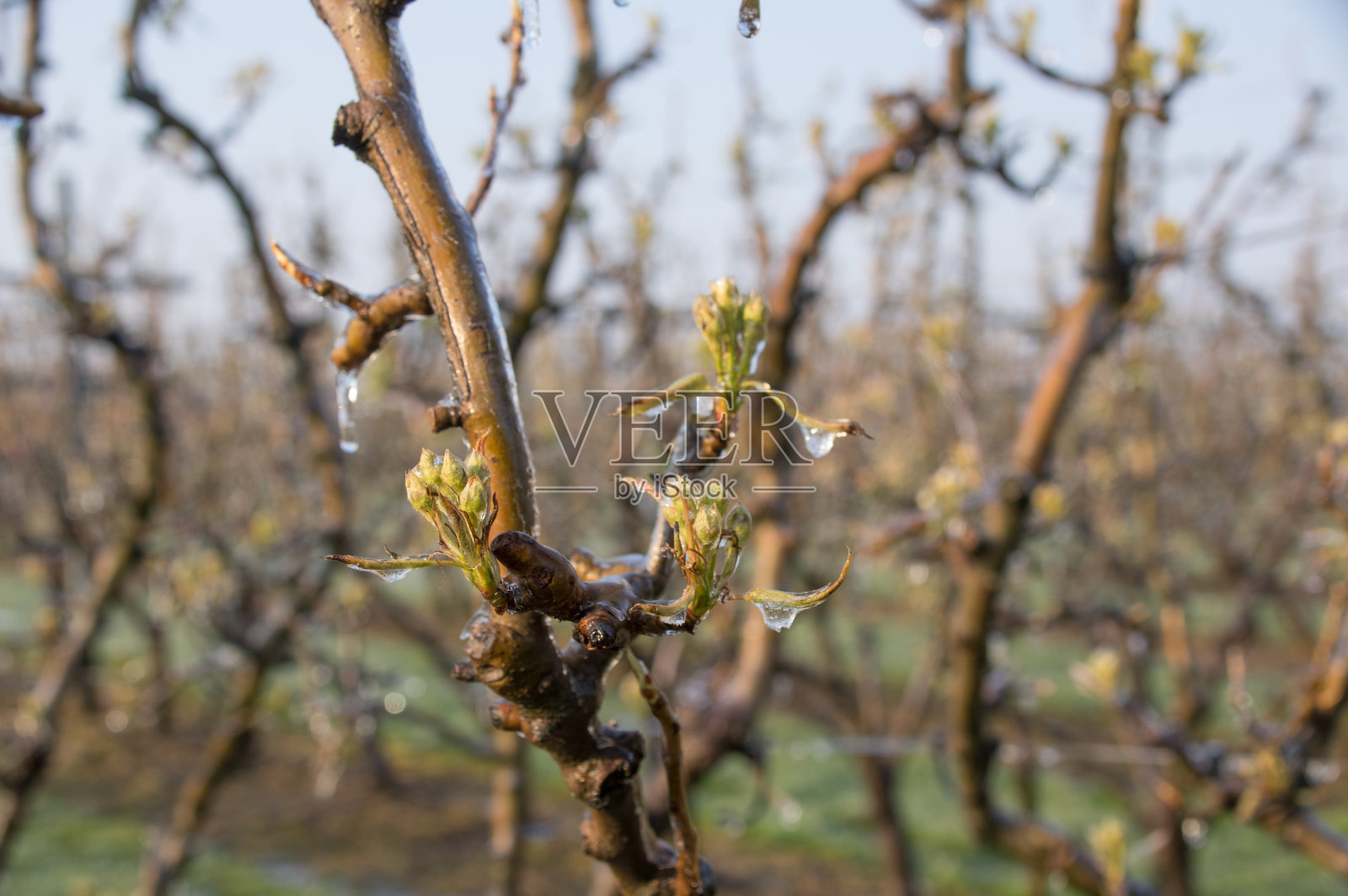 防冻果园照片摄影图片