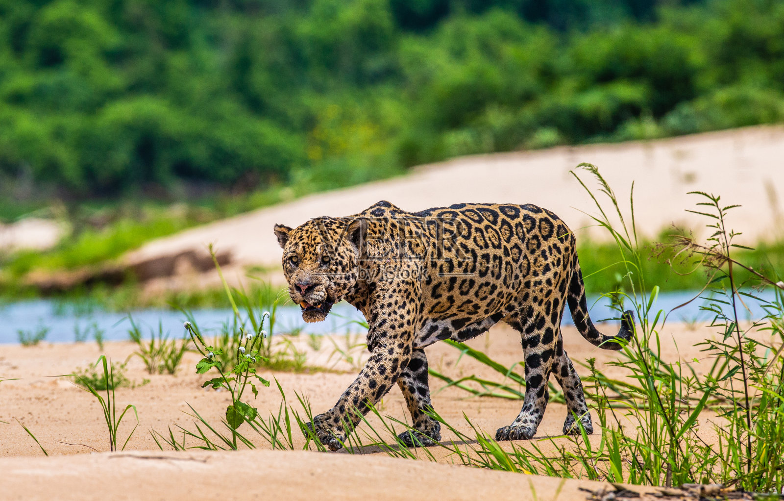 捷豹沿着河边的沙滩行走，映衬着美丽的自然风光。照片摄影图片