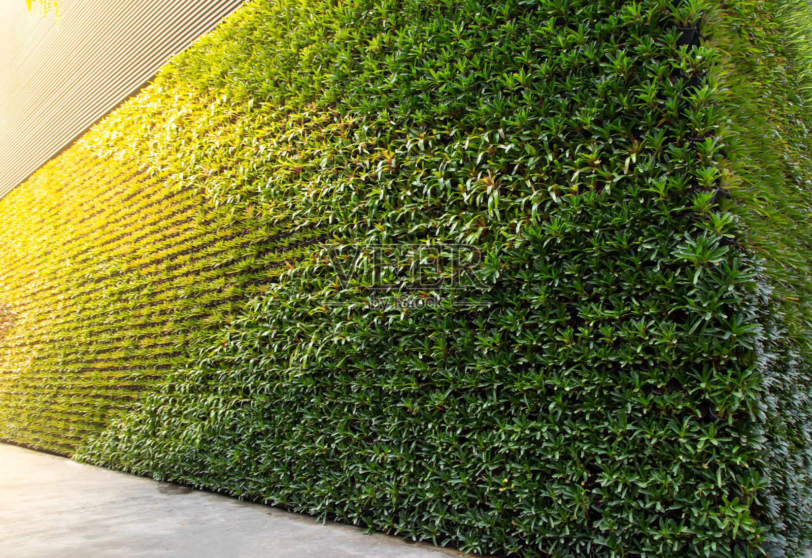 绿墙垂直花园照片摄影图片