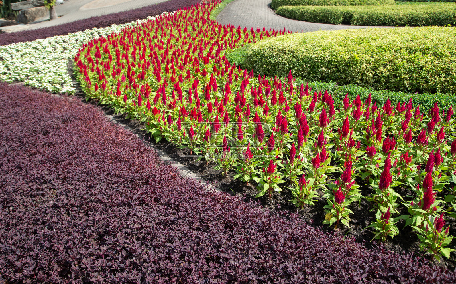 花园里的春花照片摄影图片