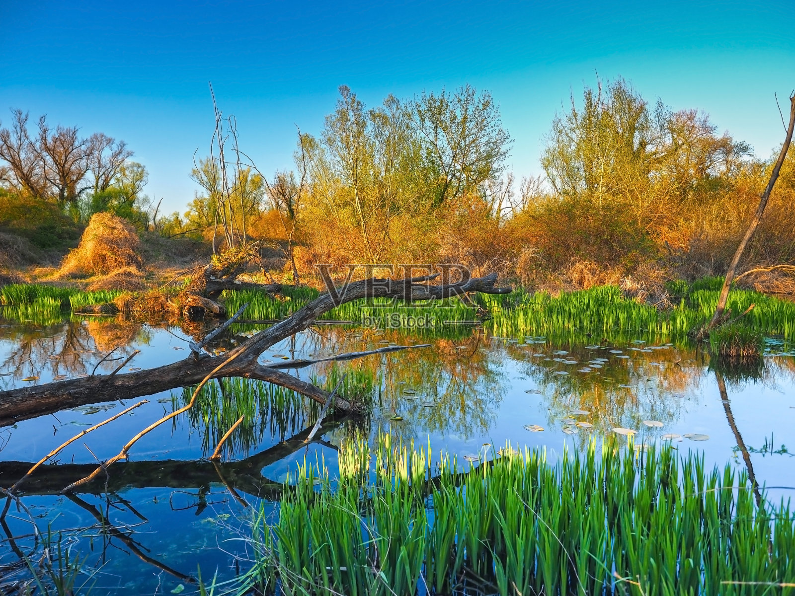美丽的沼泽文摘照片摄影图片