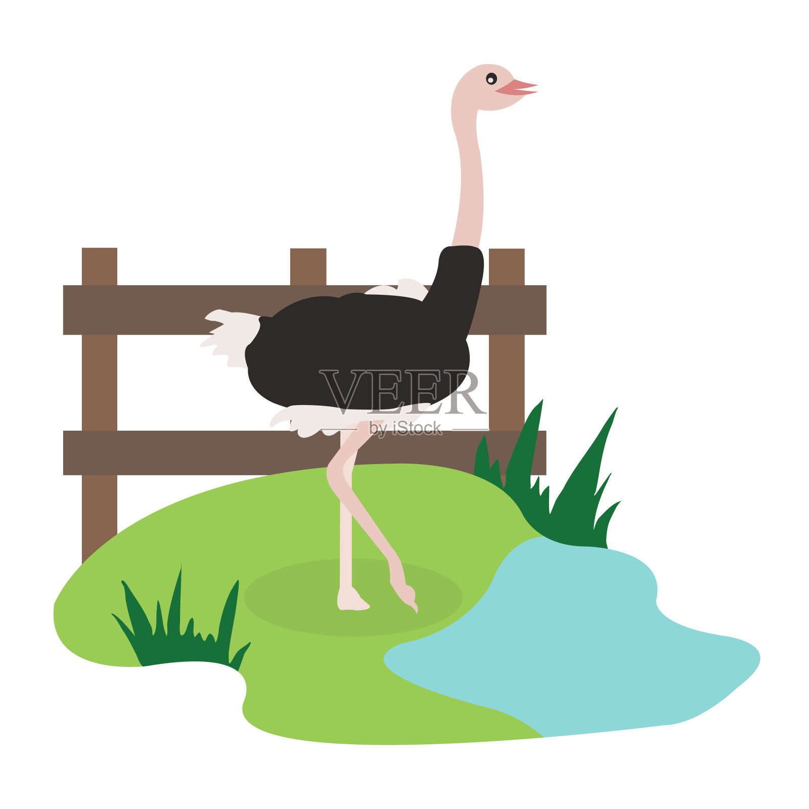 可爱的鸵鸟在平坦的风格孤立在白色的背景。矢量插图。卡通鸵鸟。非洲动物园的动物。插画图片素材