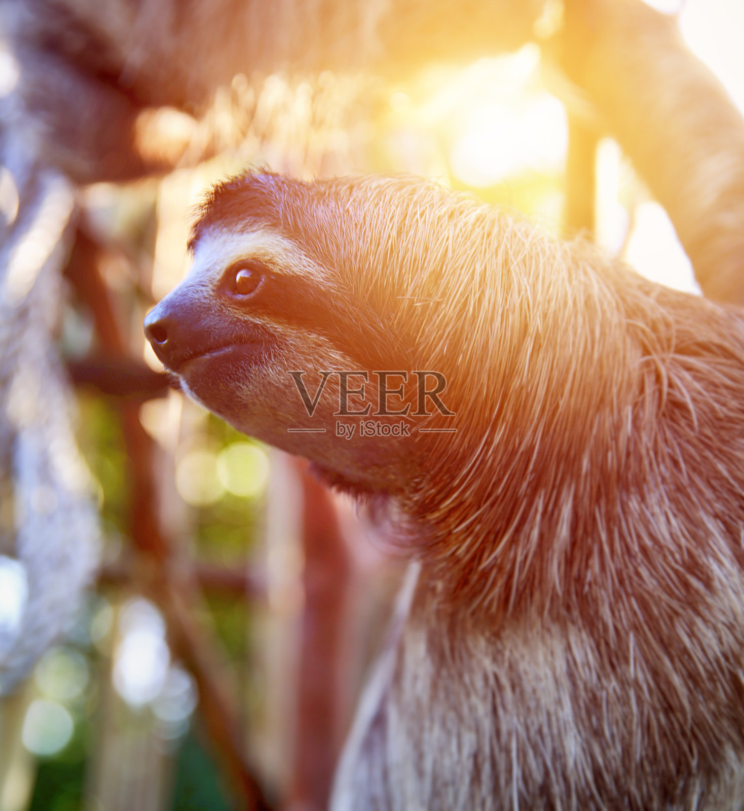 被解救的树懒表情严肃照片摄影图片