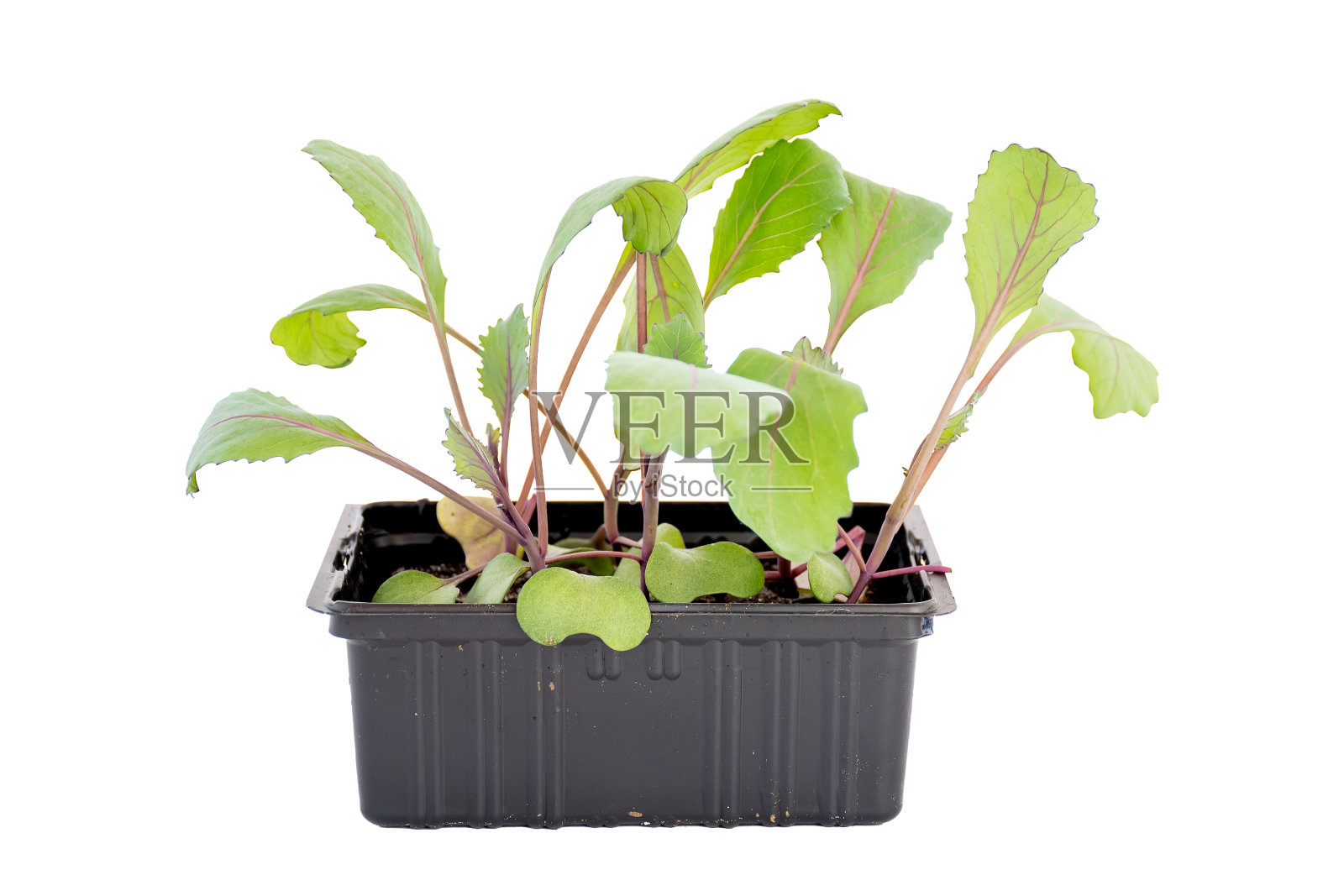 待售的紫甘蓝幼苗照片摄影图片