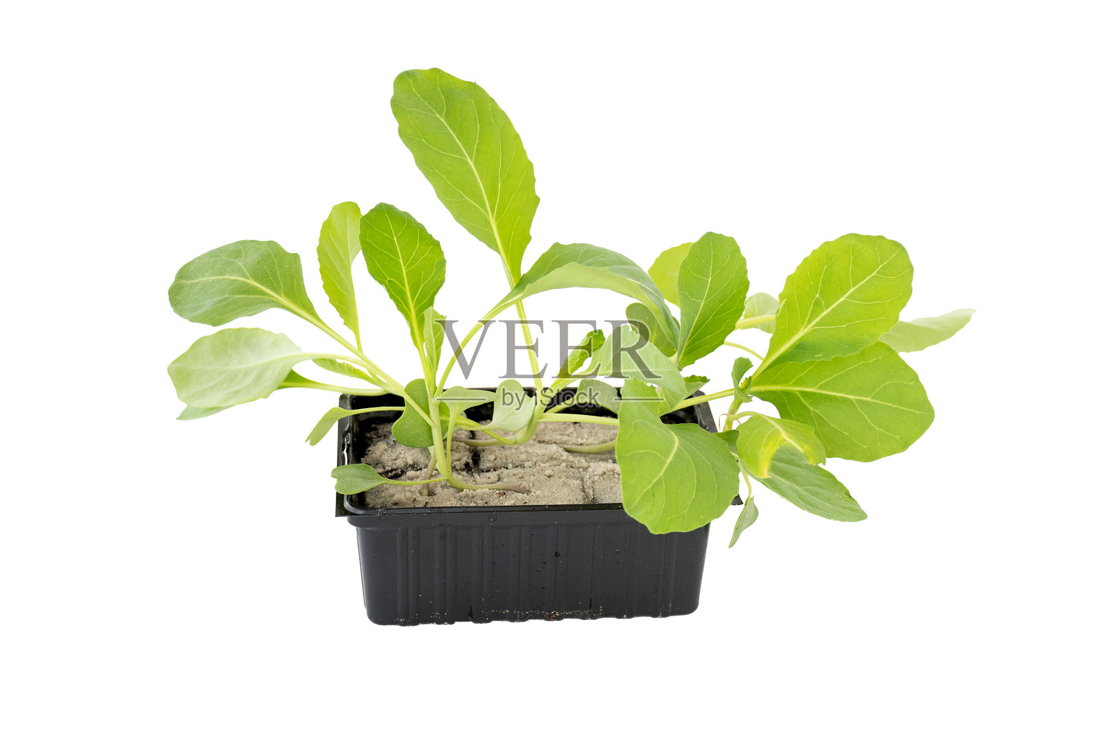 黑色土壤中生长的绿色卷心菜幼苗，在商店出售，白色背景隔离。园艺概念植物。照片摄影图片