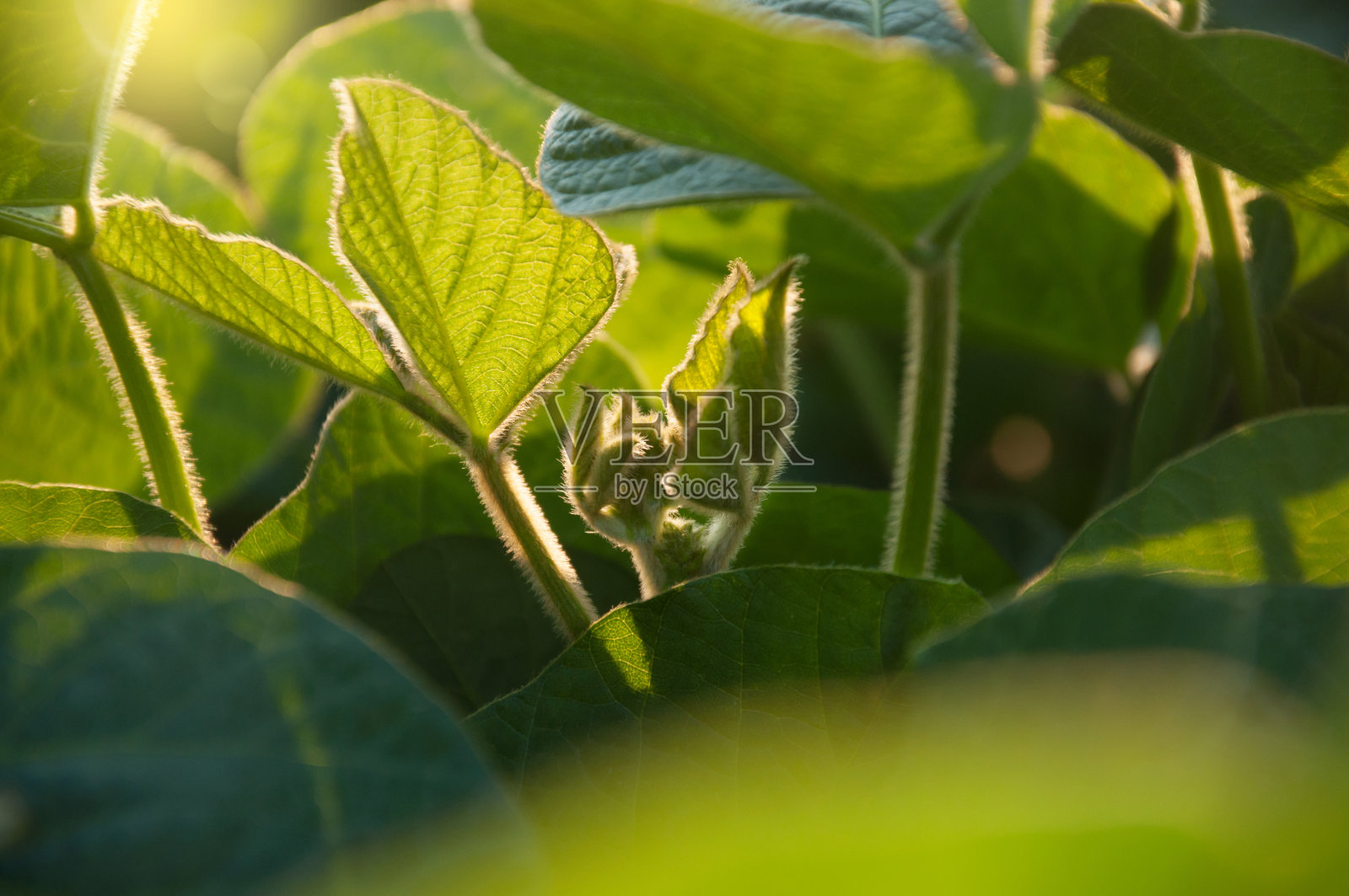 在生长活跃时期的大豆植物的嫩叶和嫩芽。大豆田在清晨的阳光下。有选择性的重点。照片摄影图片
