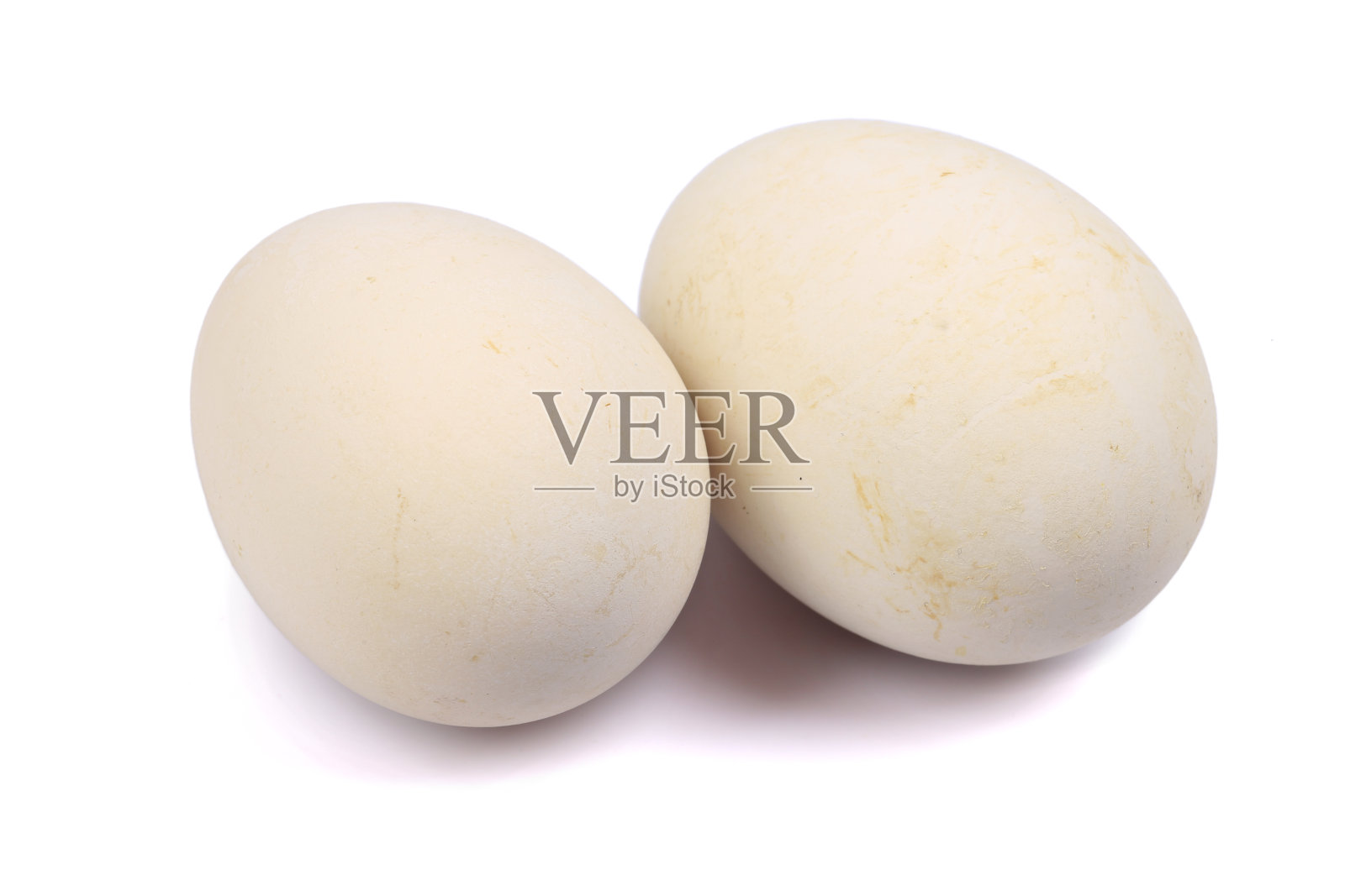 角秃鹅蛋，新竹，在白色背景上孤立照片摄影图片