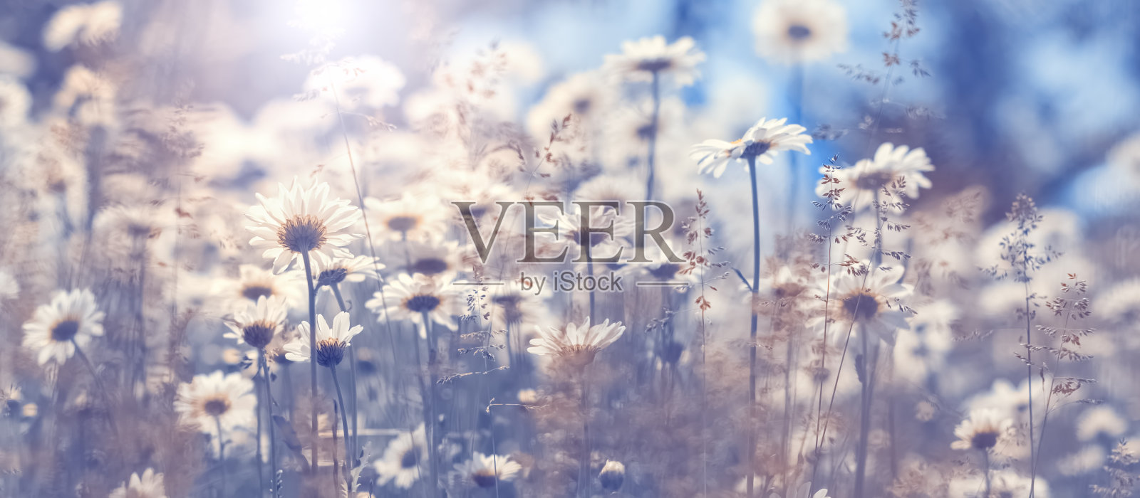 洋甘菊花在蓝天的映衬下，映在阳光下。美丽的春天自然的艺术背景。选择性聚焦，调色照片。照片摄影图片