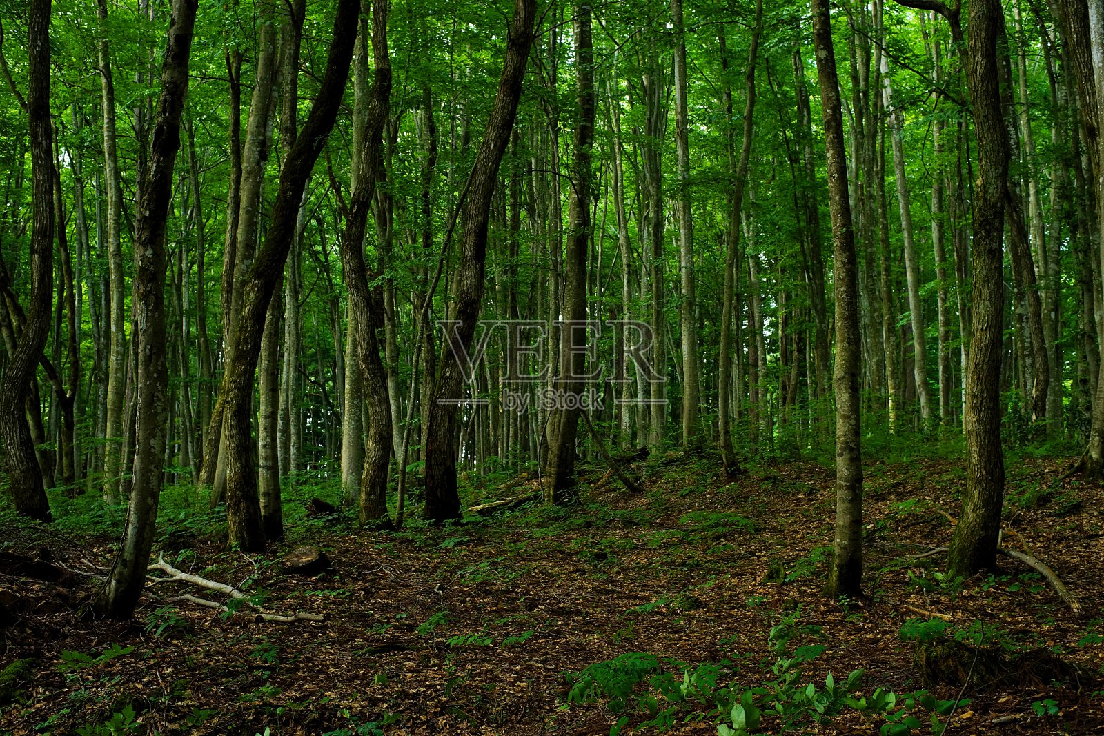 美丽的森林(新泻Bijin-Bayashi)照片摄影图片